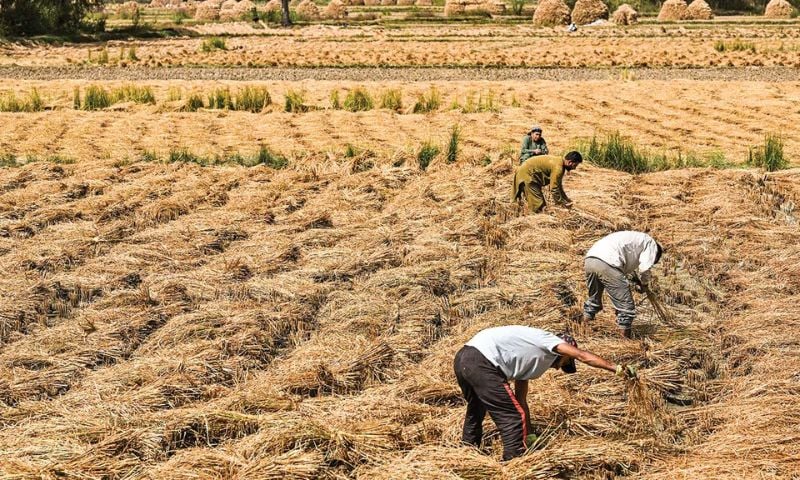 نقص الأمطار الموسمية يهدد محاصيل رئيسية في الهند